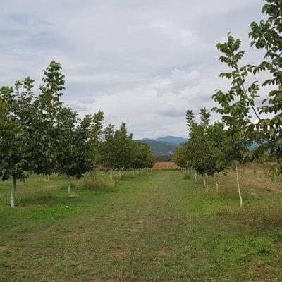 Photo Gallery 18