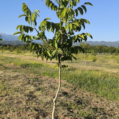 Photo Gallery 32